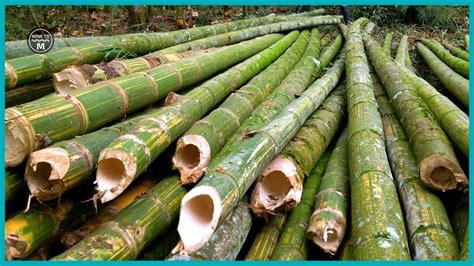 Bamboo Farming Techniques - Bamboo Cultivation in a $60 Billion Industry - YouTube