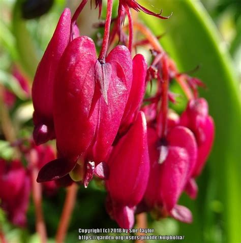 Bleeding Hearts: Plant Care and Collection of Varieties - Garden.org