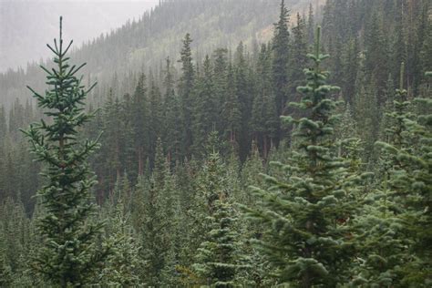 Free Images : tree, wilderness, branch, evergreen, fir, ridge, conifer, spruce, vegetation ...