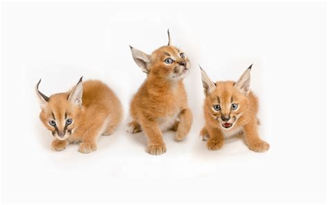 Download wallpapers lynx, caracals, small cubs, wild cats, steppe lynx for desktop free ...