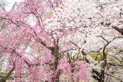 Our Incredible Osaka Cherry Blossoms Experience | Spiritual Travels