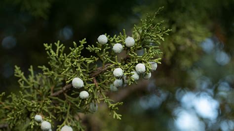 California Juniper | San Diego Zoo Animals & Plants