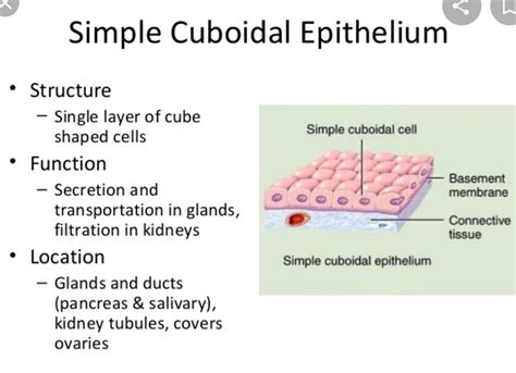 Simple Cuboidal Epithelium Diagram