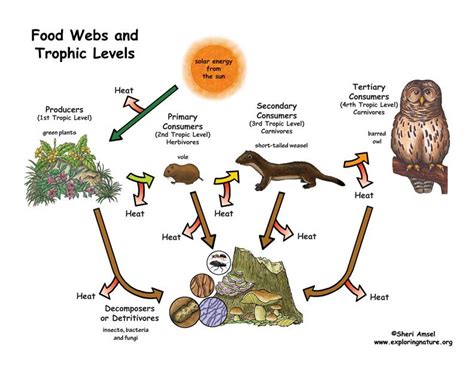 About Food Webs and Trophic Levels | Food web, Trophic level, Ecosystems