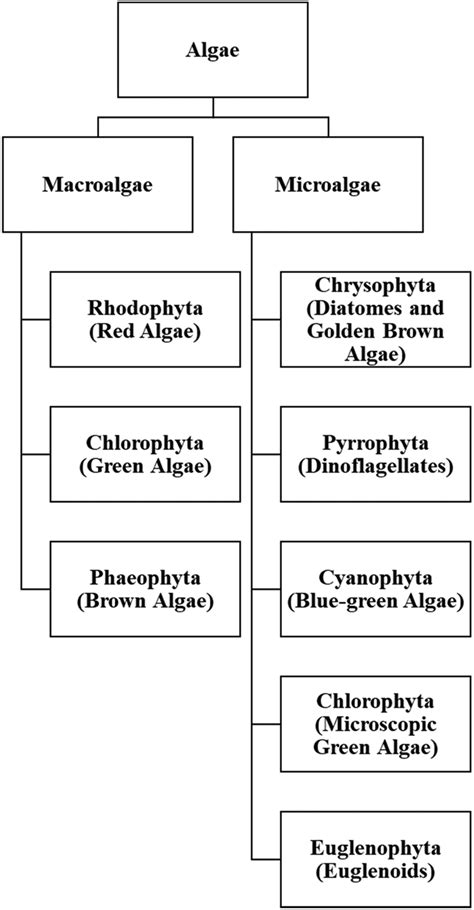 The simple classification of algae. Adapted from 110 and 111 ...