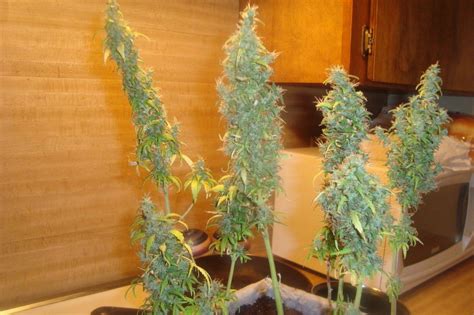 Mexican Brick Weed Bagseed Grow | Page 3 - THCFarmer