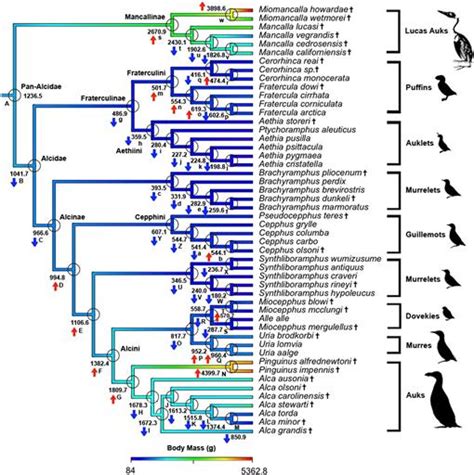 Evolution of body mass in the Pan-Alcidae (Aves, Charadriiformes): the ...