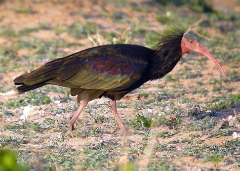 Northern bald ibis - Facts, Diet, Habitat & Pictures on Animalia.bio