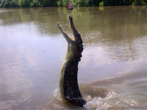 Jumping Crocodiles on Australia's Adelaide River