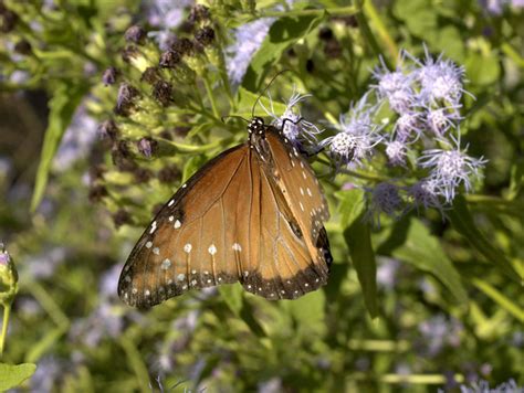 Queen butterfly, Tucson Botanical Gardens | Flickr - Photo Sharing!