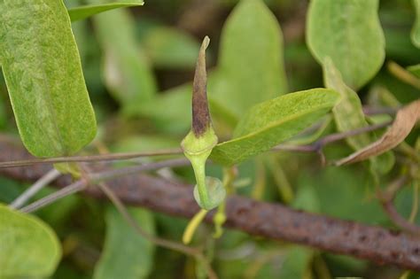 Ishwari (Aristolochia indica) Medicinal uses and pharmacology