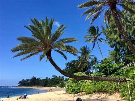 Crooked Palm Tree at Sunset Beach, Pūpūkea, Oahu, Hawaii | Beach sunset ...