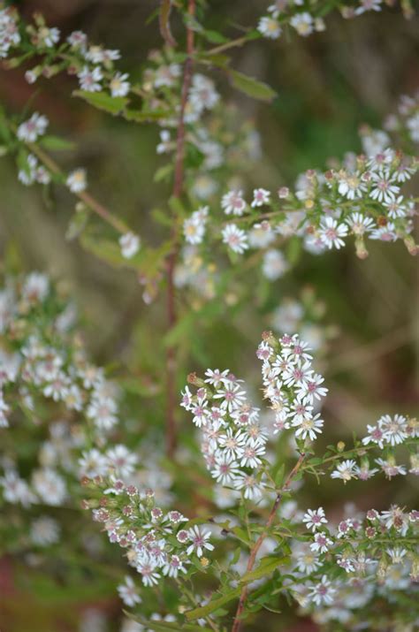 Symphyotrichum lateriflorum Calico Aster | Prairie Moon Nursery