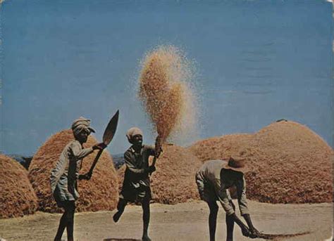 WINNOWING WHEAT ON THE HIGH PLATEAU Addis Ababa, Ethiopia Africa Postcard