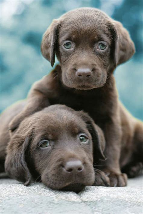 Two Chocolate Lab Puppies Pictures, Photos, and Images for Facebook, Tumblr, Pinterest, and Twitter