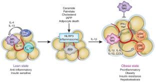 Immunological complications of obesity | Nature Immunology