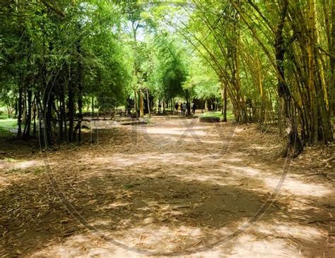 Image of Bamboo Forest In Kaveri Nisargadhama Coorg, Karnataka ...