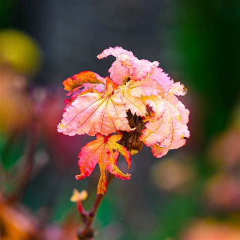 Fall Japanese Maple Faded Close - Free photo on Pixabay - Pixabay