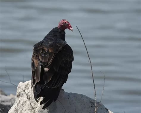 Turkey Vulture - Facts, Diet, Habitat & Pictures on Animalia.bio