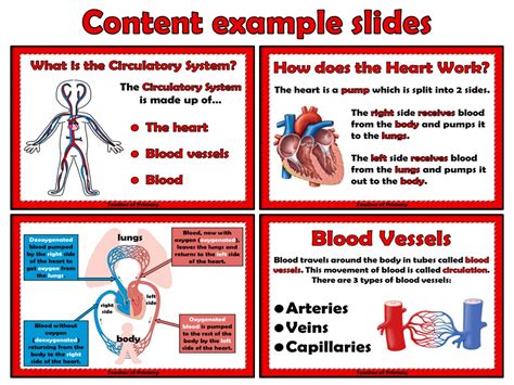 Circulatory System For Kids Worksheet