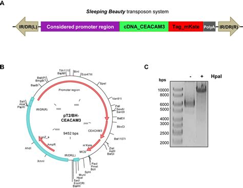 3 Sleeping Beauty transposon system. (A) Schematic representation of... | Download Scientific ...