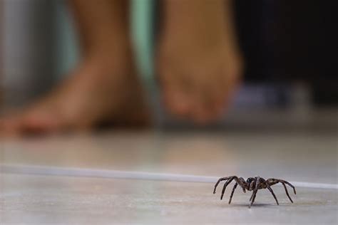 When to Call a Spider Exterminator | Summit Pest Management