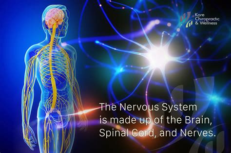 The Nervous System is made up of the 🧠 Brain, Spinal Cord, and Nerves ...