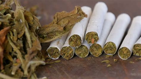 Why Rolling Your Own Cigarette is Better | Techno FAQ