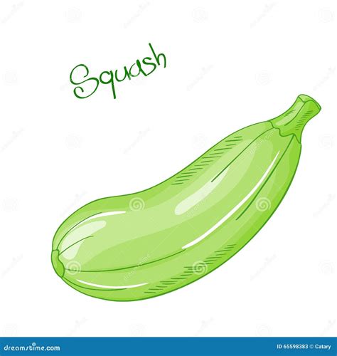 Vector Isolated Cartoon Fresh Hand Drawn Squash. Stock Vector - Image: 65598383