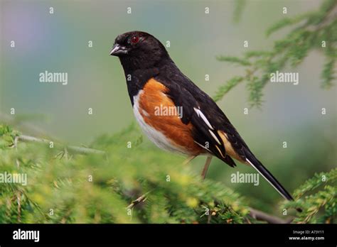 Male Rufous-sided Towhee, Pipilo erythrophthalmus Stock Photo - Alamy