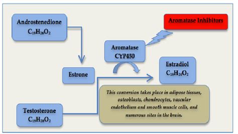 Mechanism of action of Aromatase Inhibitors. AIs are the standard of... | Download Scientific ...