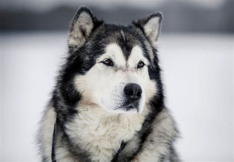 Are Dogs Allowed In Alaska