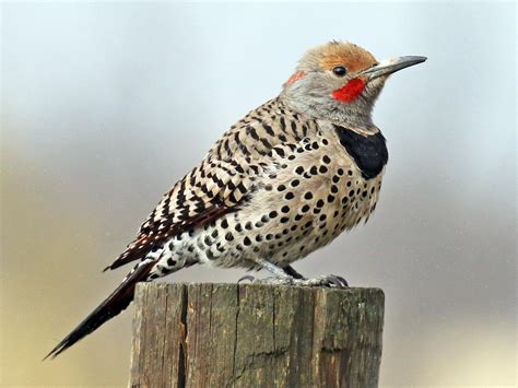 Northern Flicker | Celebrate Urban Birds