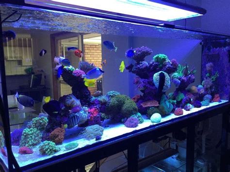 Simple Tips for Building a Saltwater Tank Without Breaking the Bank