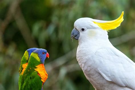 Parrot pet - Pet Bird health diet and food personality intelligence and ...