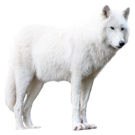 Arctic Wolf PNG Images (Transparent HD Photo Clipart)