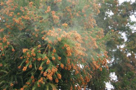 スギの花粉 花粉飛散 画像2 無料写真素材 フリー写真素材 「花ざかりの森』