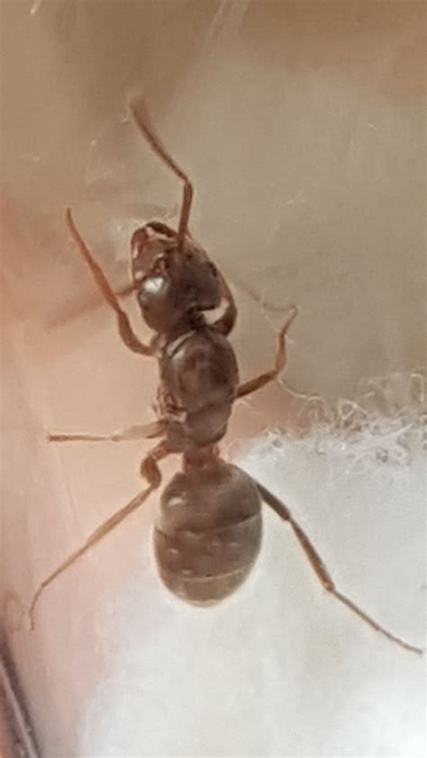 species identification - identify this ant queen - Biology Stack Exchange