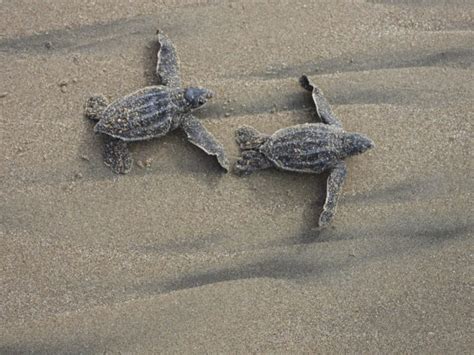 Sea Turtle Conservation Efforts Make History in Coastal Ecuador - WildAid
