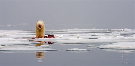 The Polar Bears of Svalbard — Randy Hanna Photography | Wildlife and ...