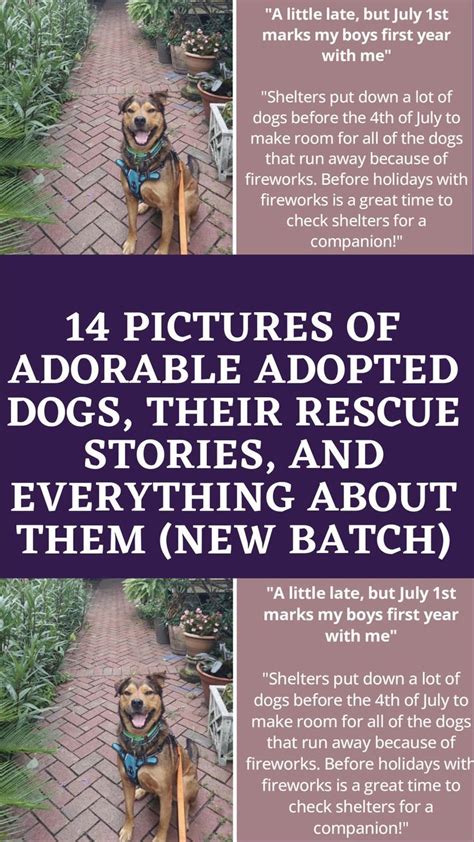 14 pictures of adorable adopted dogs their rescue stories and everything about them new batch ...