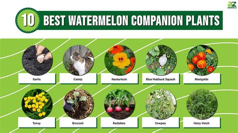 The 10 Best Watermelon Companion Plants - A-Z Animals