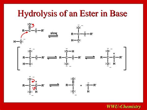 Ester Hydrolysis Mechanism