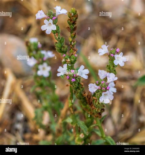 Verbena officinalis, Common vervain Plant Stock Photo - Alamy