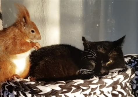 The purr-fect friendship - meet the squirrel and cat who are best pals