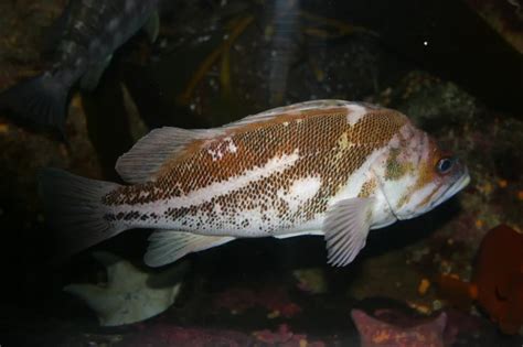 Copper rockfish - Facts, Diet, Habitat & Pictures on Animalia.bio