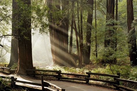 Muir Woods National Monument Wallpapers - Wallpaper Cave
