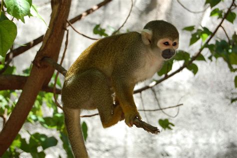 South American monkeys face extinction risk due to climate change - Earth.com