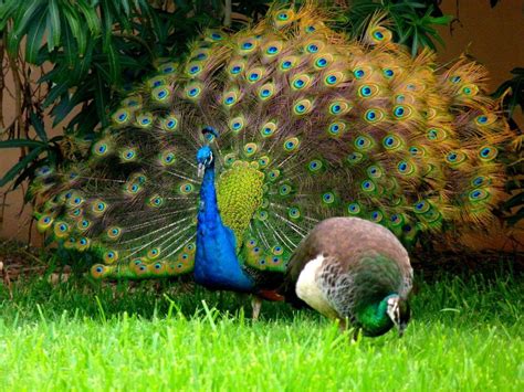 What's the Difference Between Male and Female Peacocks? - Joy of ...