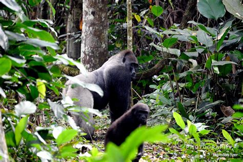 Congo Wildlife – Ramdas Iyer Photography